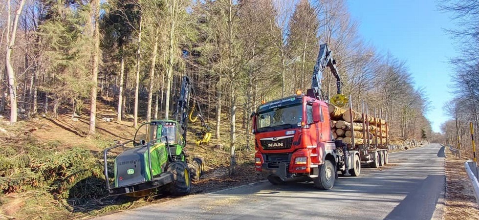 Il bostrico mette a rischio la filiera del legno, una trappola a feromoni ha raccolto 78 mila coleotteri